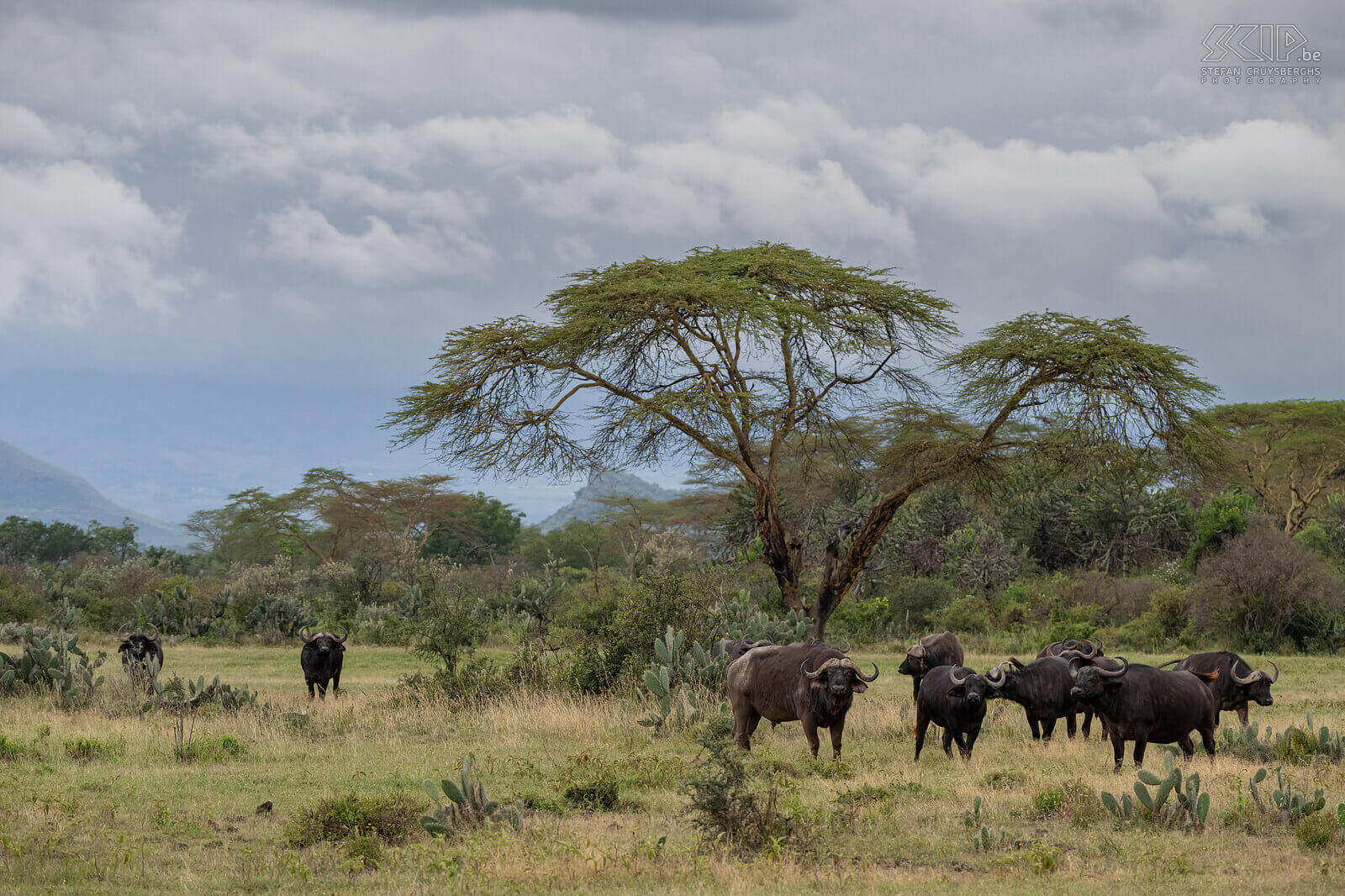 Soysambu - Afrikaanse buffels De Afrikaanse buffel is het grootste holhoornige hoefdier in Afrika. Ze kunnen tot 850 kg wegen en ze leven in grote kuddes zowel op de savanne als in bossen. Het is bovendien ook één van de big five-soorten. De buffel is een geliefkoosde prooi voor leeuwen. Wij konden grote groepen buffels spotten in het prachtige Soysambu Conservancy nabij Lake Elementaita. Stefan Cruysberghs
